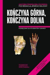 Anatomia prawidłowa człowieka Kończyna górna, Kończyna dolna